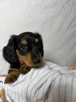 Bacon, a male Dachshund for sale in Ocala, FL – 2 of 6