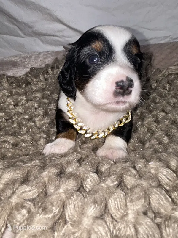 Biscuit – Dachshund puppy for sale in Ocala, FL