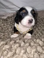 Biscuit, a male Dachshund for sale in Ocala, FL – 1 of 6
