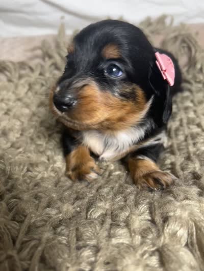Pancake , a female Dachshund for sale in Ocala, FL – 6 of 6