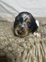 Waffle, a female Dachshund for sale in Ocala, FL – 4 of 5