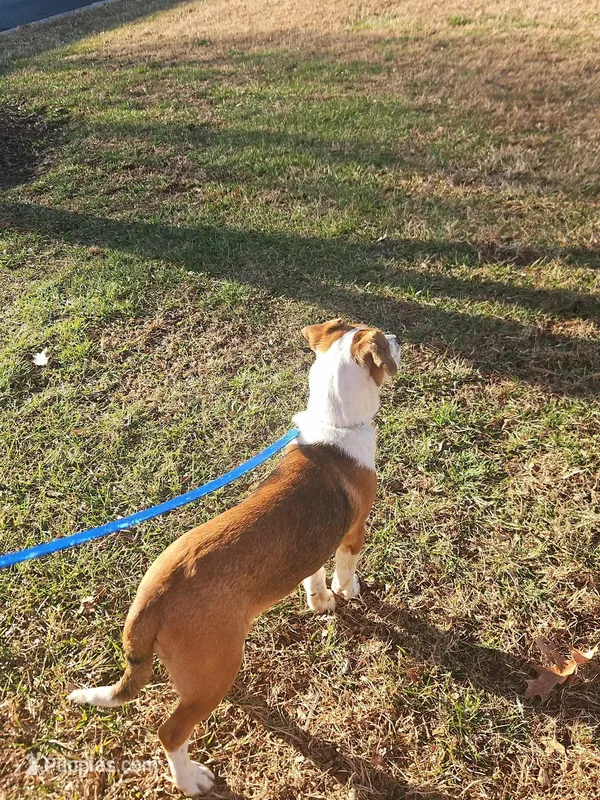 Kobe – Cockapoo, Lancashire Heeler puppy for sale in Newport News City, VA