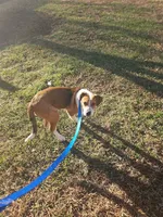 Kobe, a male Cockapoo and Lancashire Heeler for sale in Newport News City, VA – Photo 3 of 4