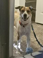 Kobe, a male Cockapoo and Lancashire Heeler for sale in Newport News City, VA – Photo 4 of 4