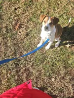 Kobe, a male Cockapoo and Lancashire Heeler for sale in Newport News City, VA – Photo 2 of 4