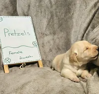 Pretzels , a female Labrador Retriever for sale in Hasty, CO – Photo 2 of 5