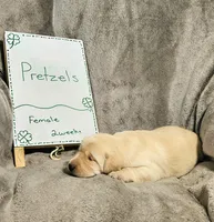 Pretzels , a female Labrador Retriever for sale in Hasty, CO – Photo 3 of 5
