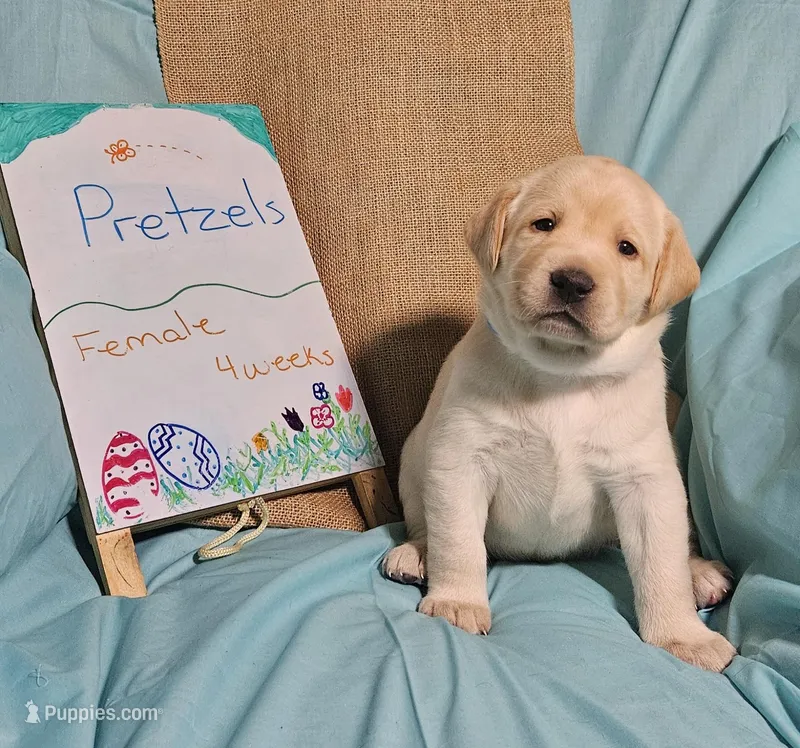 Pretzels  – Labrador Retriever puppy for sale in Hasty, CO