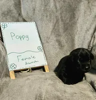 Poppy , a female Labrador Retriever for sale in Hasty, CO – Photo 3 of 5