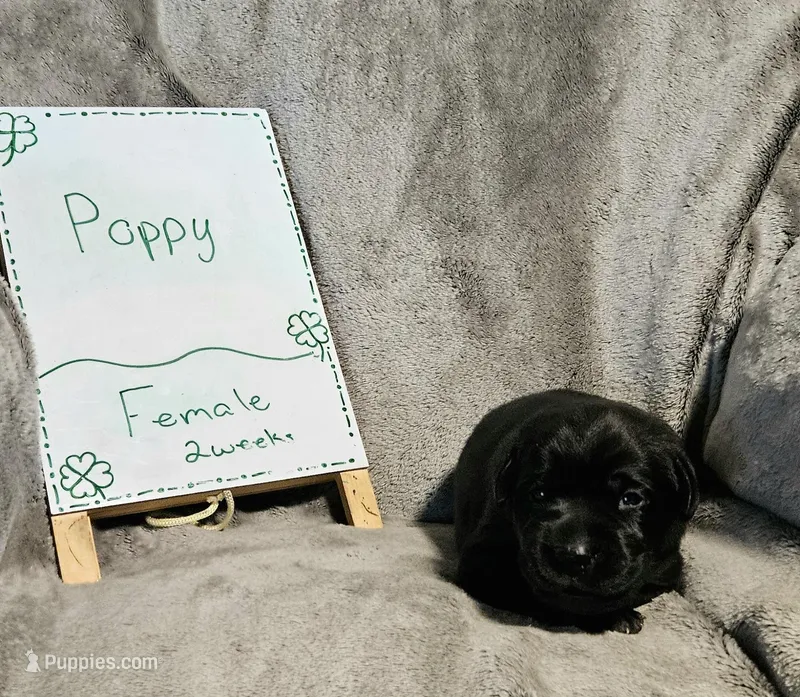 Poppy  – Labrador Retriever puppy for sale in Hasty, CO
