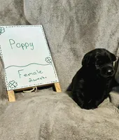 Poppy , a female Labrador Retriever for sale in Hasty, CO – Photo 2 of 5