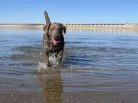 Petunia , a female Labrador Retriever for sale in Hasty, CO – Photo 4 of 5