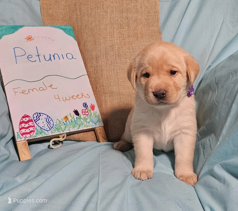 Petunia  – Labrador Retriever puppy for sale in Hasty, CO