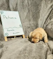 Petunia , a female Labrador Retriever for sale in Hasty, CO – Photo 2 of 5
