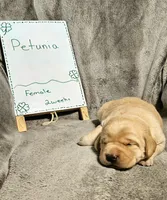 Petunia , a female Labrador Retriever for sale in Hasty, CO – Photo 1 of 5