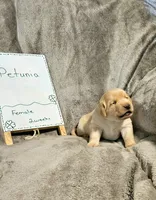 Petunia , a female Labrador Retriever for sale in Hasty, CO – Photo 3 of 5
