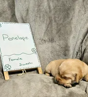 Penelope , a female Labrador Retriever for sale in Hasty, CO – Photo 3 of 5