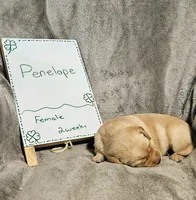 Penelope , a female Labrador Retriever for sale in Hasty, CO – Photo 2 of 5