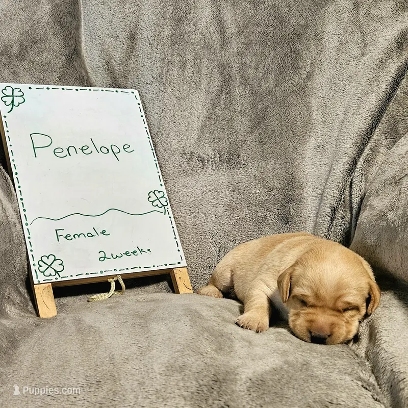 Penelope  – Labrador Retriever puppy for sale in Hasty, CO