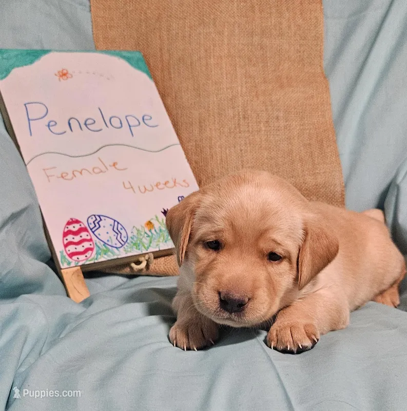 Penelope  – Labrador Retriever puppy for sale in Hasty, CO
