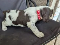 Denver Red male, a male English Springer Spaniel for sale in Randolph, WI – 4 of 4