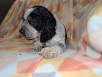 processed/bee6785d-44b1-4d2e-9b79-9046db00d2d6/listing/022f87ae-b2f5-4804-a05a-08752d55547c/fad779ba-927b-4e53-8a65-79e4a9d8952f