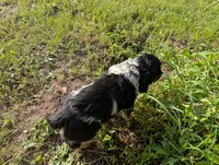 Austin Green male , a male English Springer Spaniel for sale in Randolph, WI – 5 of 9