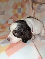 processed/bee6785d-44b1-4d2e-9b79-9046db00d2d6/listing/09aa359e-322b-4e71-b775-d7fa53befe2d/4c8b5087-a35e-491f-bda4-2590d3255576