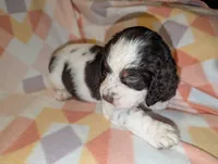 processed/bee6785d-44b1-4d2e-9b79-9046db00d2d6/listing/09aa359e-322b-4e71-b775-d7fa53befe2d/5059f53a-e61e-4e66-8d57-b95fb597b8cf