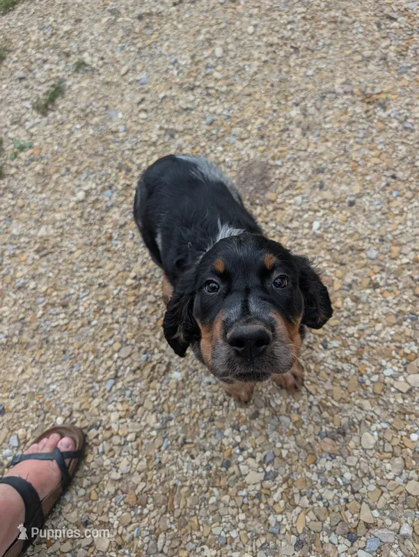 Dover black male – English Springer Spaniel puppy for sale in Randolph, WI