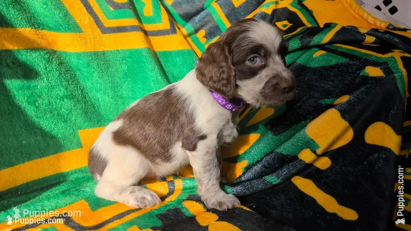 Twixie-Purple – English Springer Spaniel puppy for sale in Randolph, WI