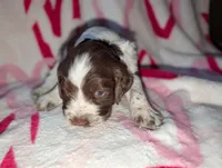 Twixie-Purple, a male English Springer Spaniel for sale in Randolph, WI – Photo 1 of 3