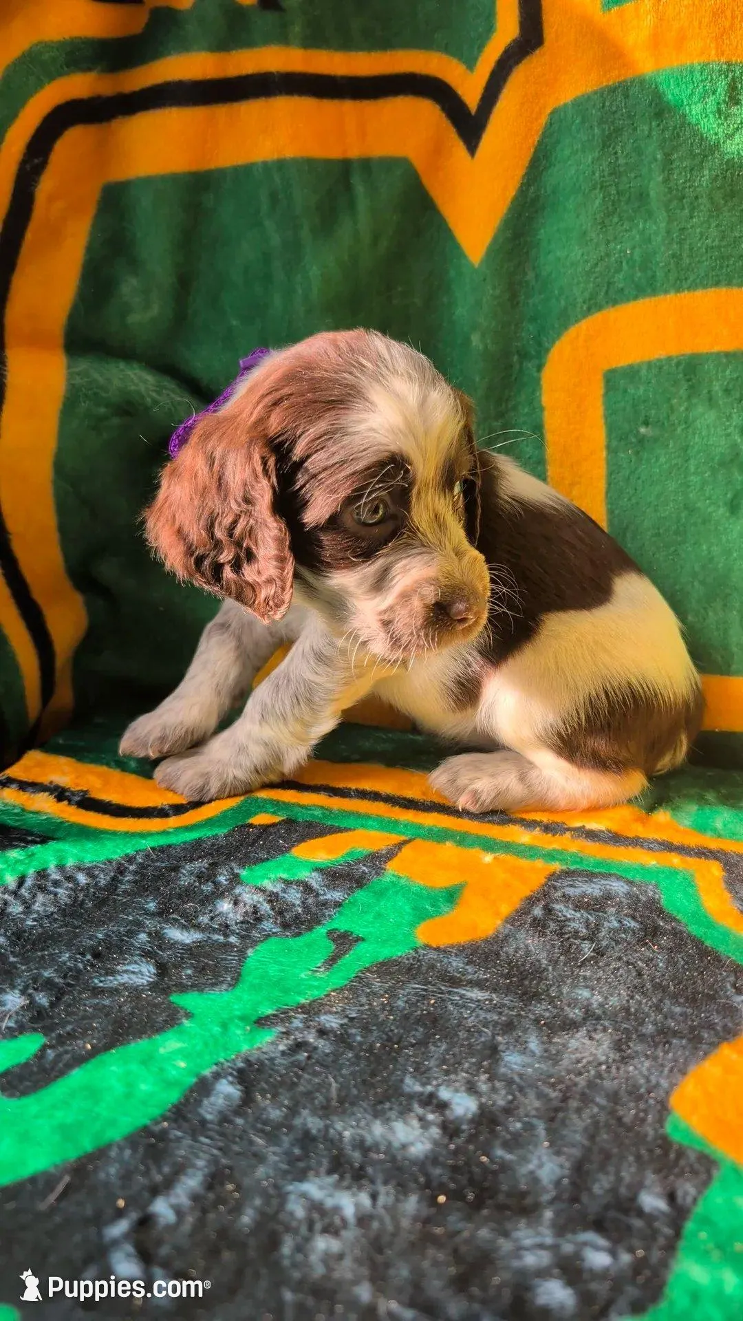 Twixie-Purple – English Springer Spaniel puppy for sale in Randolph, WI