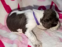 Twixie-Purple, a male English Springer Spaniel for sale in Randolph, WI – Photo 3 of 3