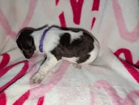 Twixie-Purple, a male English Springer Spaniel for sale in Randolph, WI – Photo 2 of 3