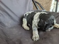 Helena Brown female , a female English Springer Spaniel for sale in Randolph, WI – 2 of 3