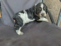 Dover black male , a male English Springer Spaniel for sale in Randolph, WI – 4 of 4