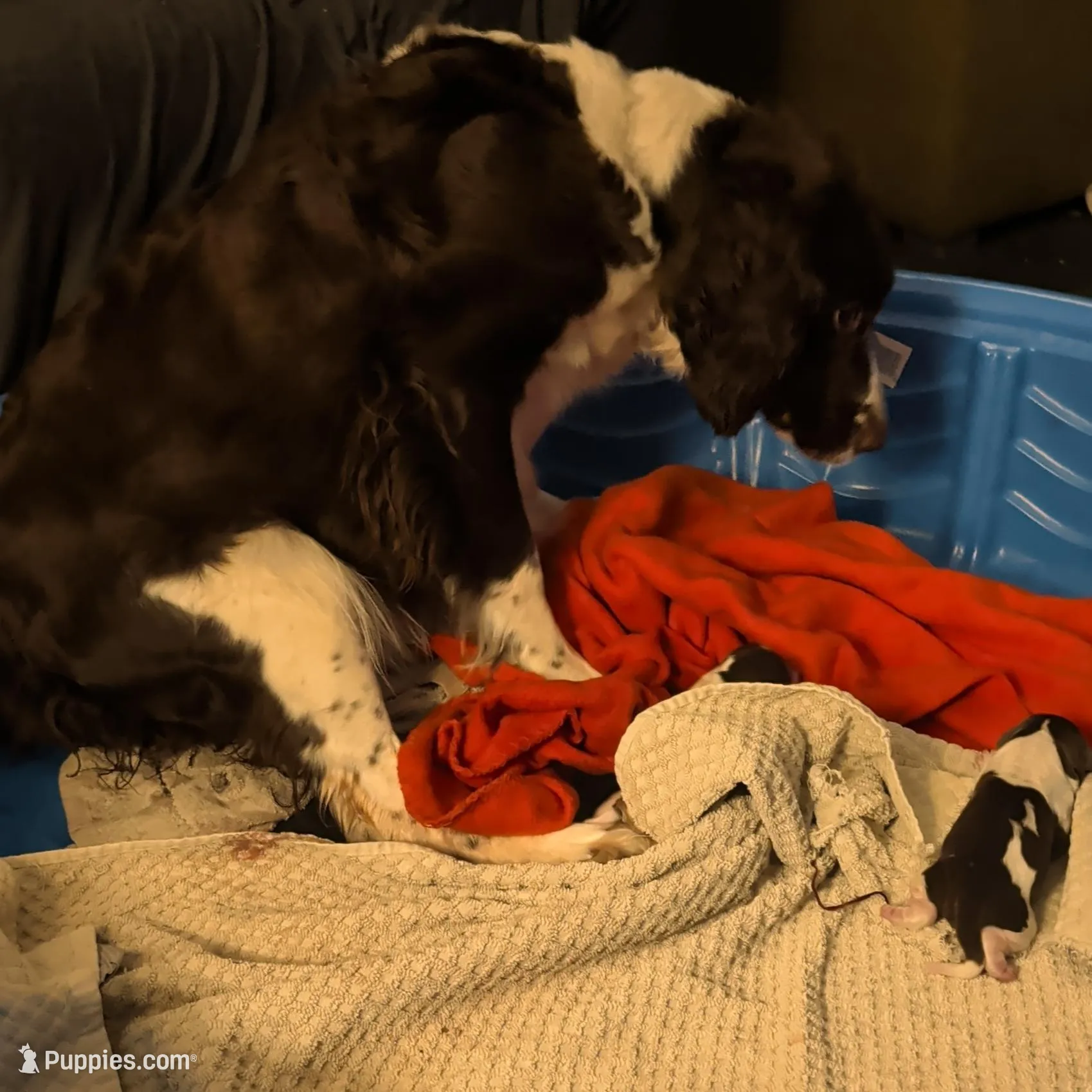 Litter born! 12 puppies 6b/6g