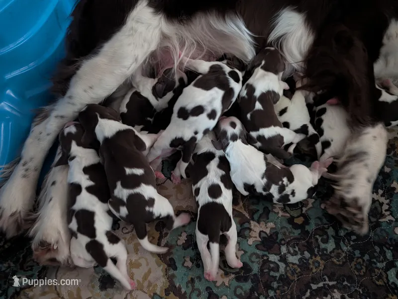 Litter born! 12 puppies 6b/6g