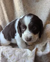Litter born! 12 puppies 6b/6g, a  English Springer Spaniel for sale in Randolph, WI – Photo 5 of 6