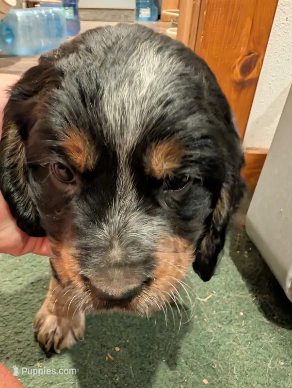 Dover black male  – English Springer Spaniel puppy for sale in Randolph, WI