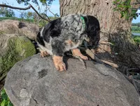 Austin Green male , a male English Springer Spaniel for sale in Randolph, WI – 2 of 9