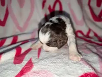 Somoa-Magenta, a female English Springer Spaniel for sale in Randolph, WI – Photo 1 of 3