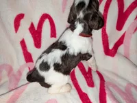 Somoa-Magenta, a female English Springer Spaniel for sale in Randolph, WI – Photo 3 of 3