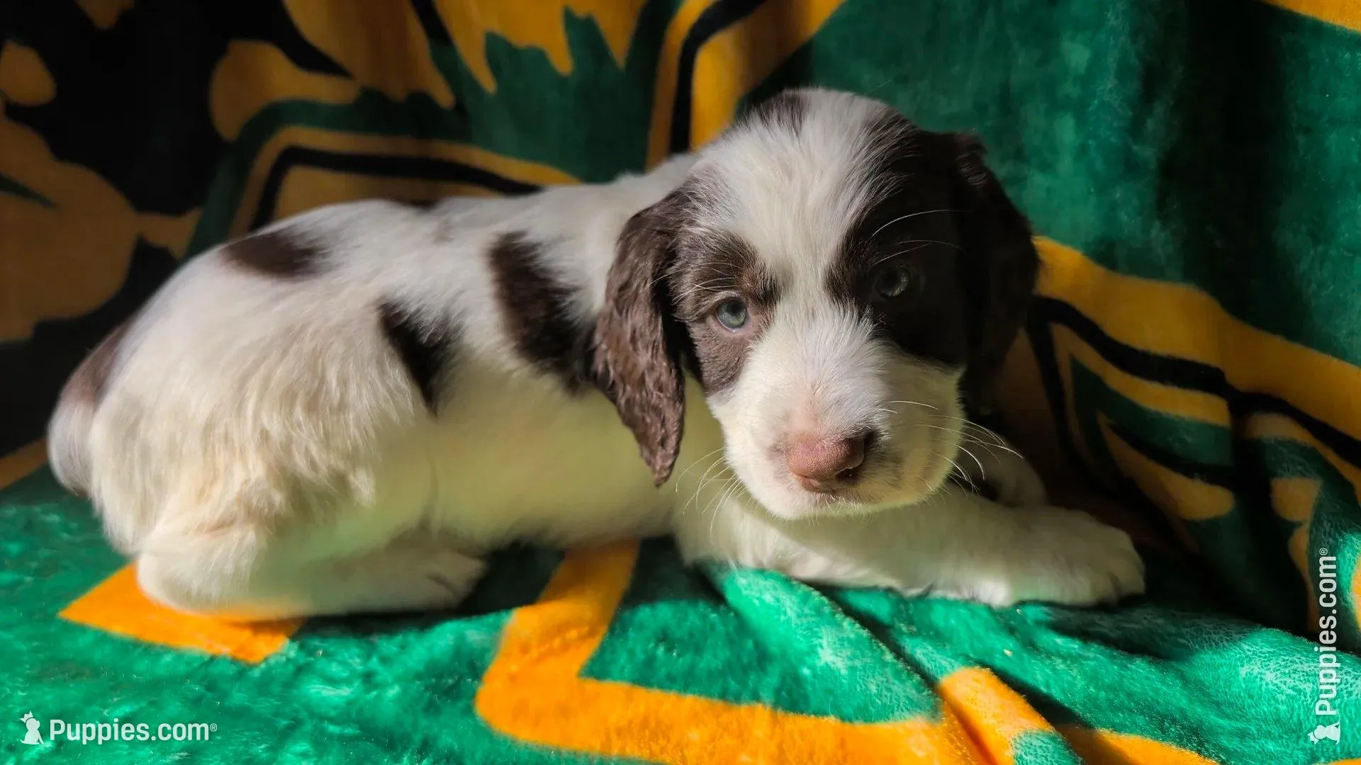Somoa-Magenta – English Springer Spaniel puppy for sale in Randolph, WI