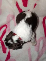 Somoa-Magenta, a female English Springer Spaniel for sale in Randolph, WI – Photo 2 of 3