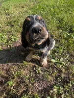 Dover black male, a male English Springer Spaniel for sale in Randolph, WI – 3 of 10