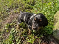 Austin Green male , a male English Springer Spaniel for sale in Randolph, WI – 4 of 9