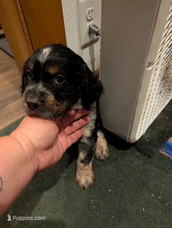 Austin Green male  – English Springer Spaniel puppy for sale in Randolph, WI