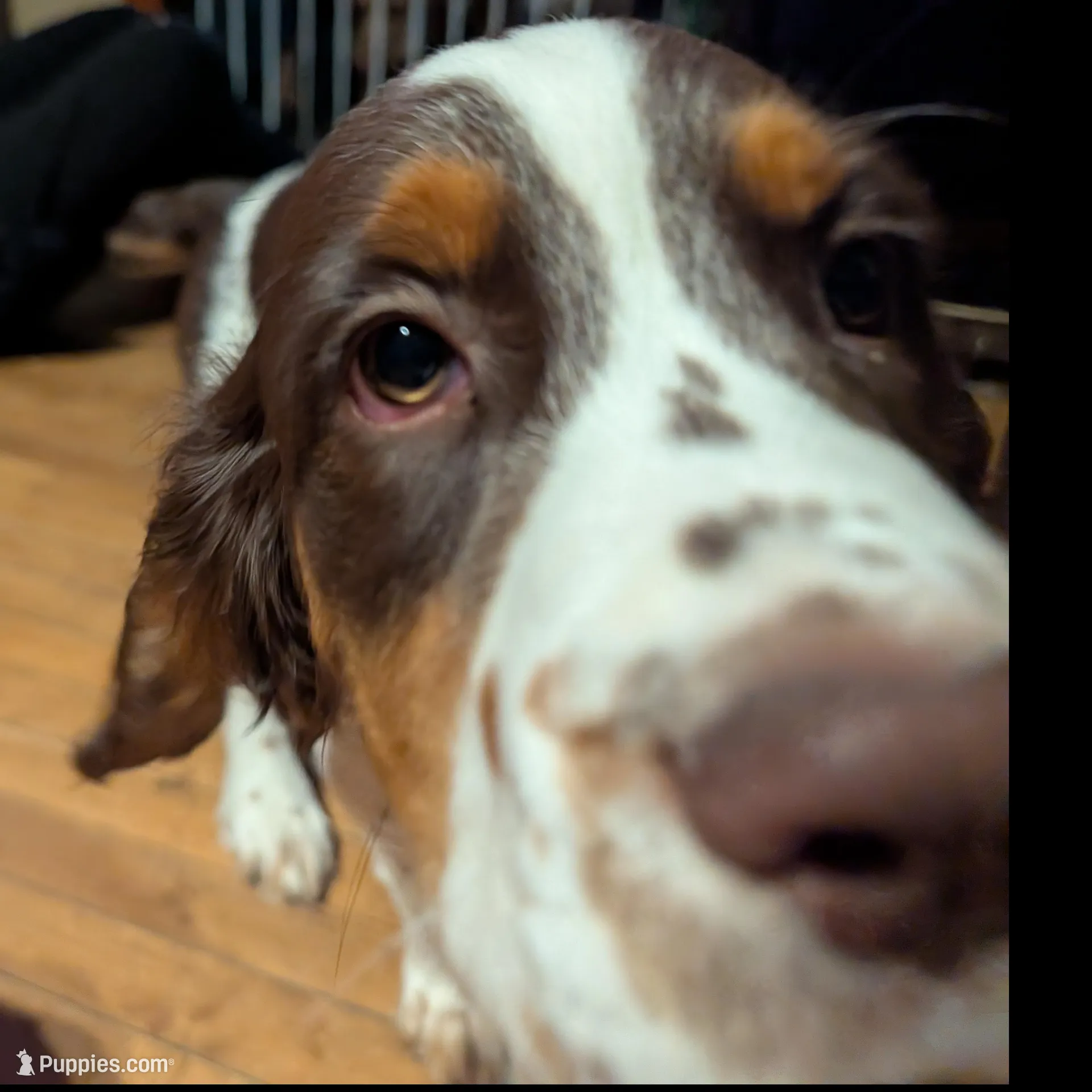 Reggie- Black – English Springer Spaniel puppy for sale in Randolph, WI